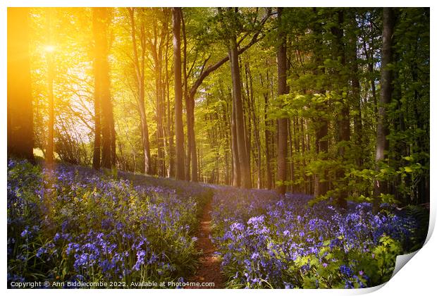 Bluebell forest at sunrise  Print by Ann Biddlecombe