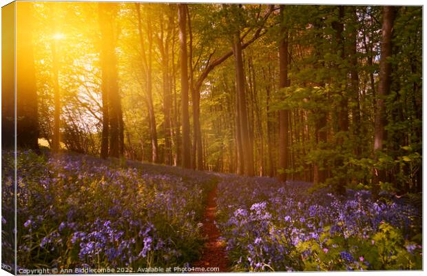 Bluebell forest Canvas Print by Ann Biddlecombe