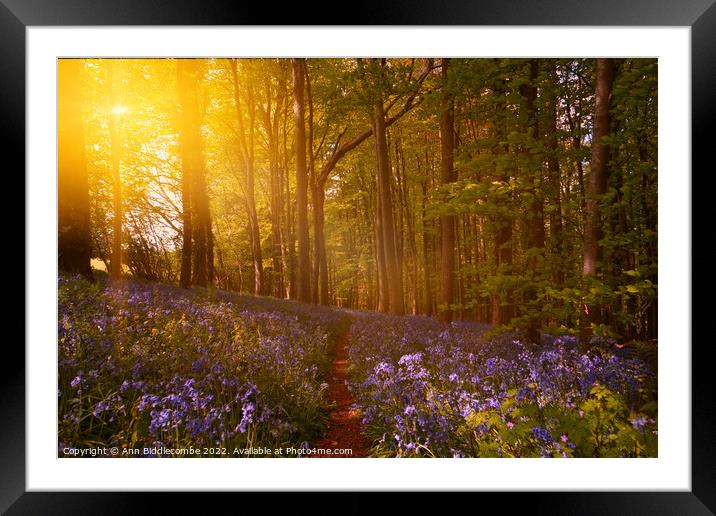 Bluebell forest Framed Mounted Print by Ann Biddlecombe
