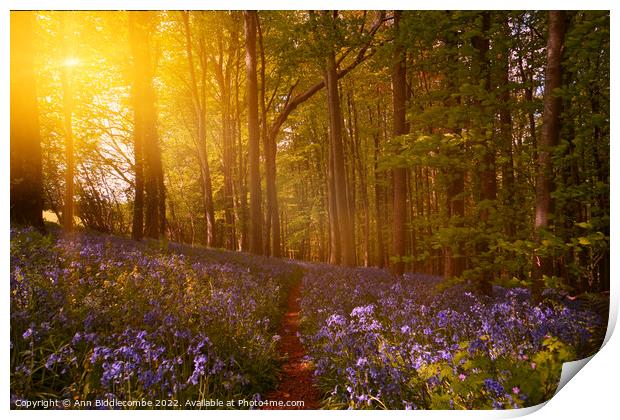 Bluebell forest Print by Ann Biddlecombe
