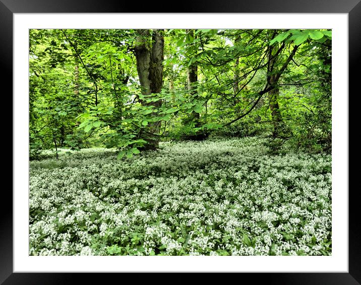 Wild Garlick in Townley Park. Framed Mounted Print by Lilian Marshall