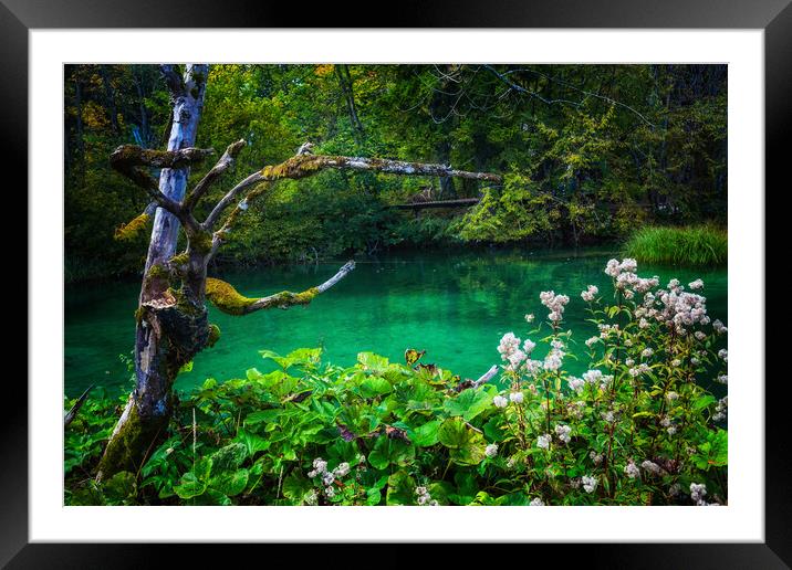 Dead Tree Lake And The Forest Framed Mounted Print by Artur Bogacki