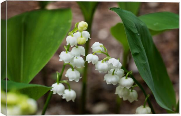Lily of the Valley Flowers In Spring Canvas Print by Artur Bogacki