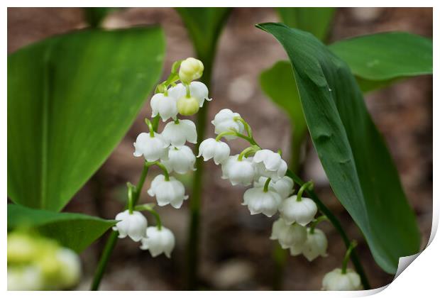 Lily of the Valley Flowers In Spring Print by Artur Bogacki