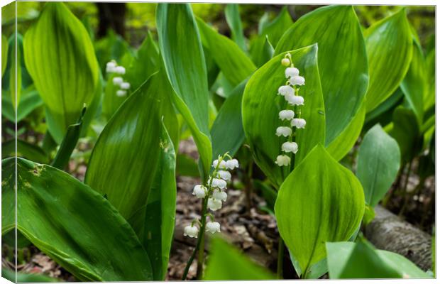 Lily of the Valley Canvas Print by Artur Bogacki