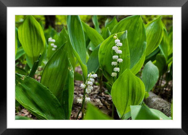 Lily of the Valley Framed Mounted Print by Artur Bogacki