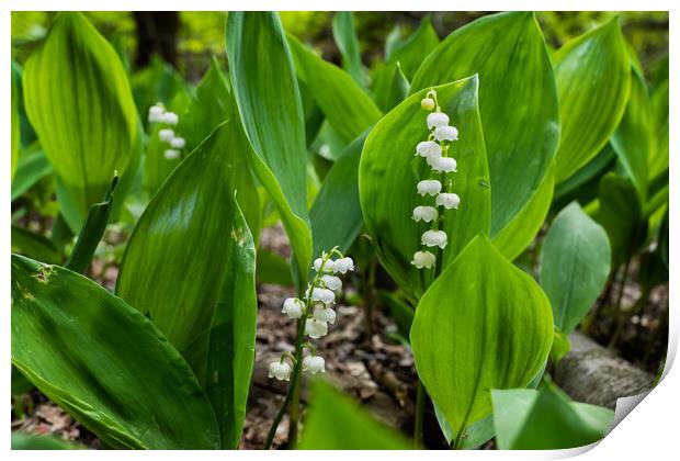 Lily of the Valley Print by Artur Bogacki