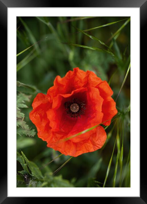 Single Poppy Blooming Flower Framed Mounted Print by Artur Bogacki