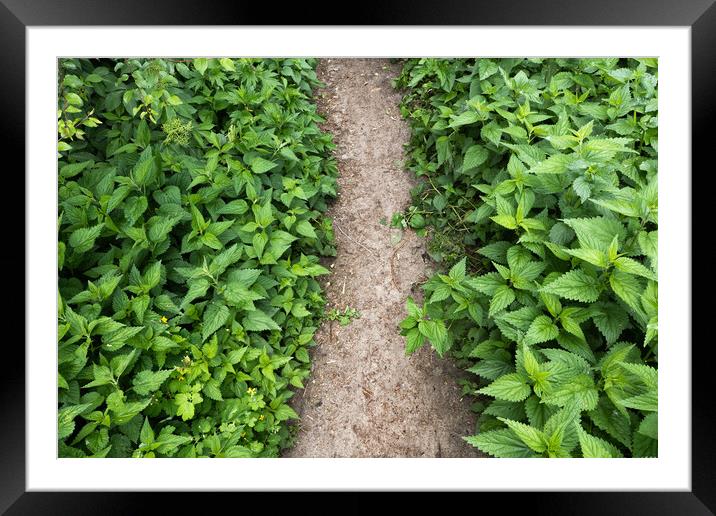 Path With Lush Nettle Plants Framed Mounted Print by Artur Bogacki