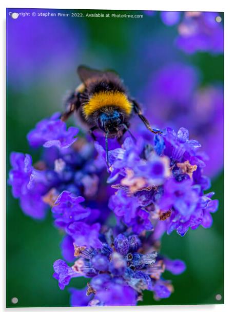 Bee on Lavender Acrylic by Stephen Pimm