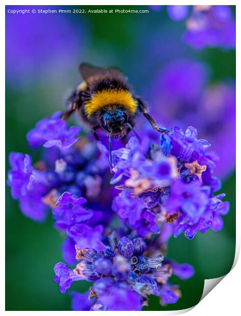 Bee on Lavender Print by Stephen Pimm