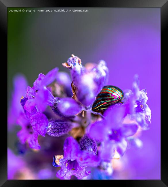 Lavender Beetle on Lavender Framed Print by Stephen Pimm