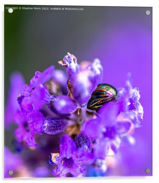 Lavender Beetle on Lavender Acrylic by Stephen Pimm
