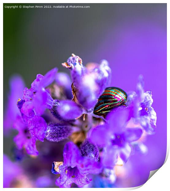 Lavender Beetle on Lavender Print by Stephen Pimm