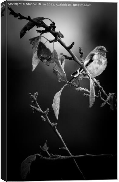 A bird sitting on a tree branch Canvas Print by Stephen Pimm