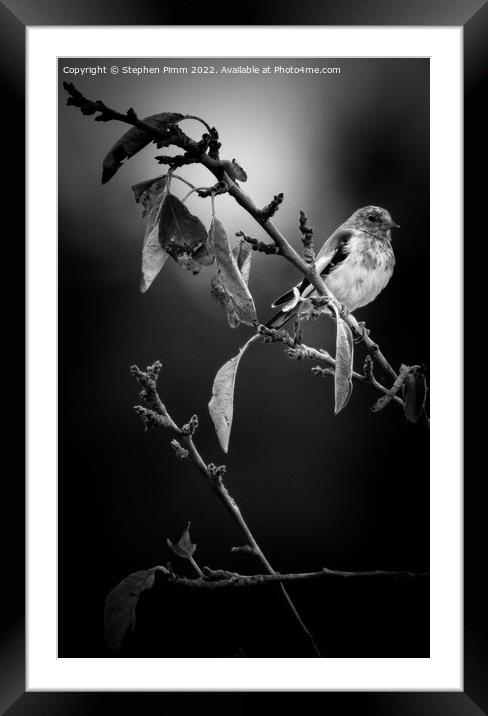 A bird sitting on a tree branch Framed Mounted Print by Stephen Pimm