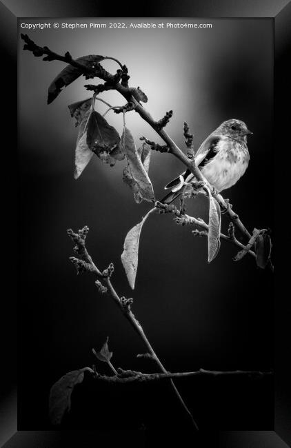 A bird sitting on a tree branch Framed Print by Stephen Pimm