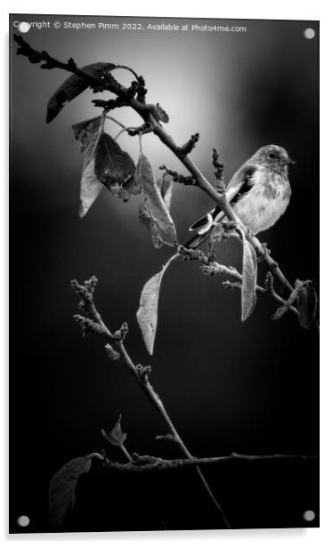 A bird sitting on a tree branch Acrylic by Stephen Pimm
