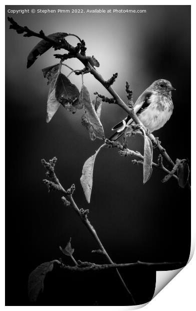 A bird sitting on a tree branch Print by Stephen Pimm