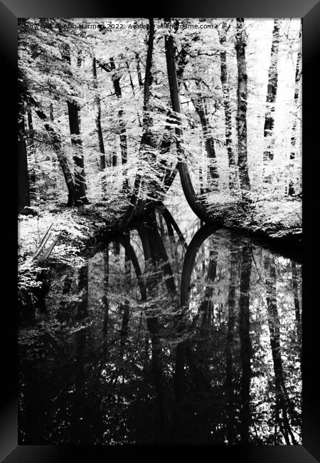 Reflective Contrast Framed Print by Alan Harman