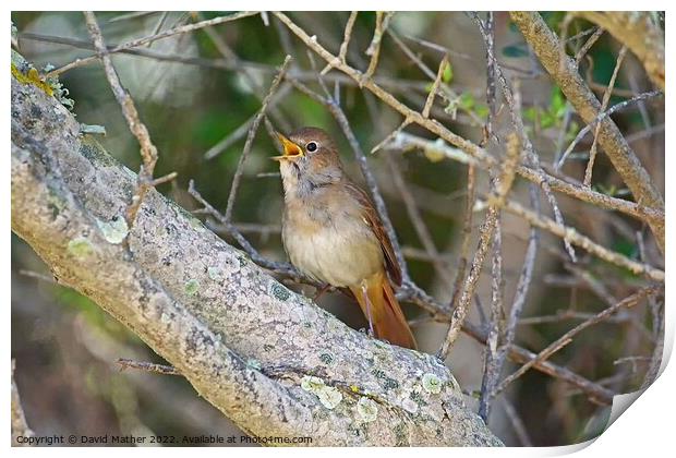 Nightingale singing Print by David Mather