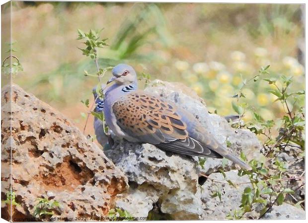 The enigmatic Turtle Dove Canvas Print by David Mather