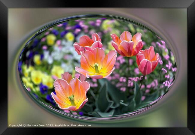 Golden pink tulips Framed Print by Marinela Feier