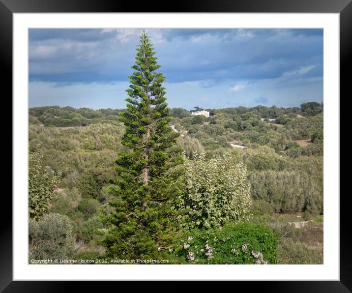 Towering Evergreen Norfolk Pine Framed Mounted Print by Deanne Flouton