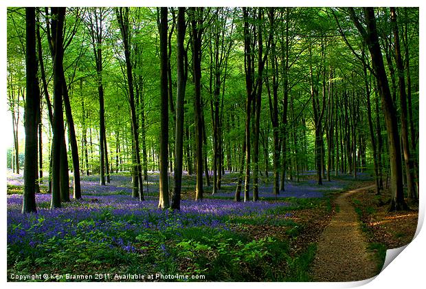 Bluebell wood and path Print by Oxon Images