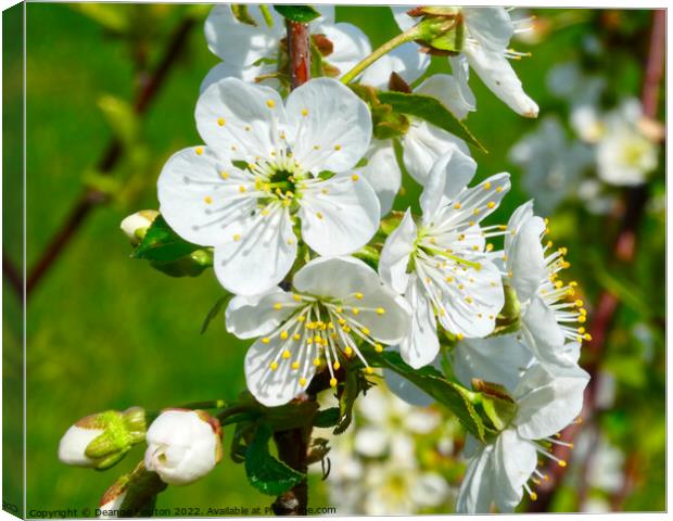Delicate Beauty of Sour Cherry Blossoms Canvas Print by Deanne Flouton