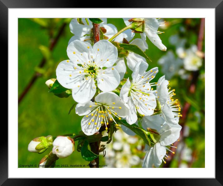 Delicate Beauty of Sour Cherry Blossoms Framed Mounted Print by Deanne Flouton