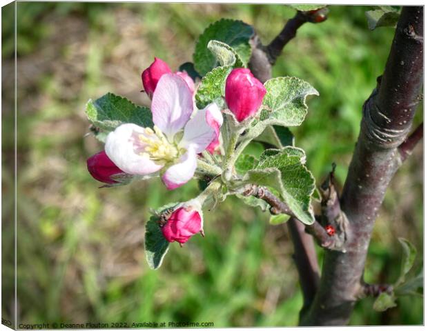 The Beauty of Apple Blossom Canvas Print by Deanne Flouton