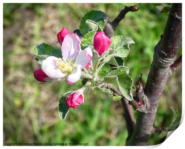 The Beauty of Apple Blossom Print by Deanne Flouton