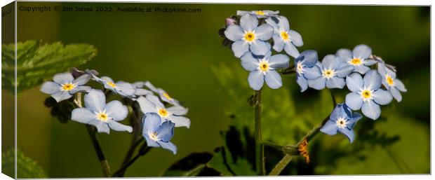 Forget-me-not Panorama Canvas Print by Jim Jones