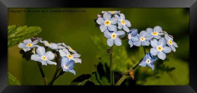 Forget-me-not Panorama Framed Print by Jim Jones