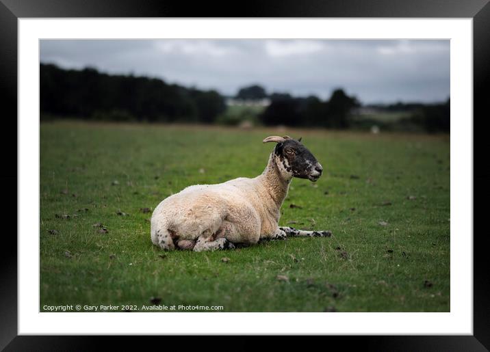 Ram Framed Mounted Print by Gary Parker