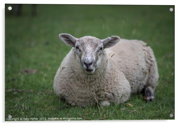 Sheep  Acrylic by Gary Parker