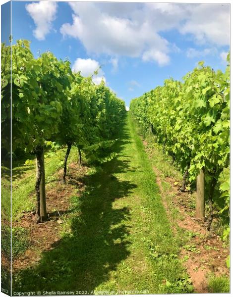 Vineyard Perspective Canvas Print by Sheila Ramsey