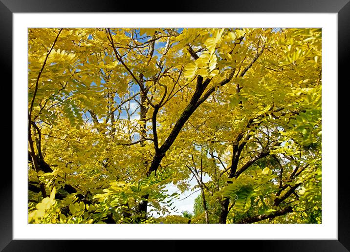 Colourful golden sunlit Black Locust or Robenia Tree Framed Mounted Print by Geoff Childs