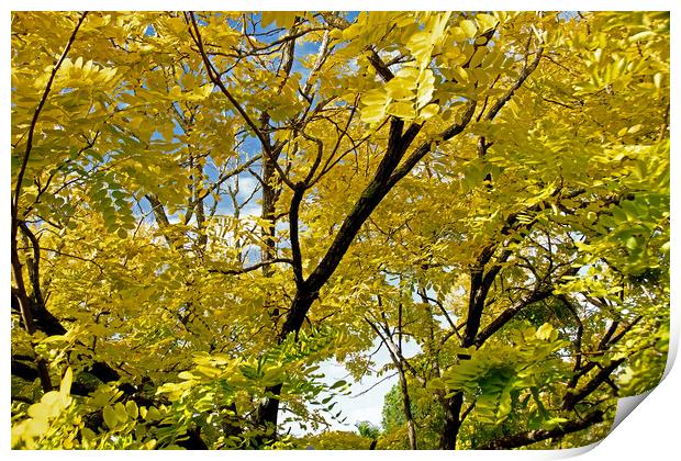 Colourful golden sunlit Black Locust or Robenia Tree Print by Geoff Childs