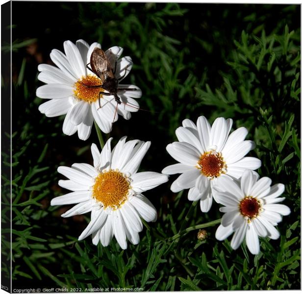 Boston Daisy flowers closeup in a garden setting.  Canvas Print by Geoff Childs