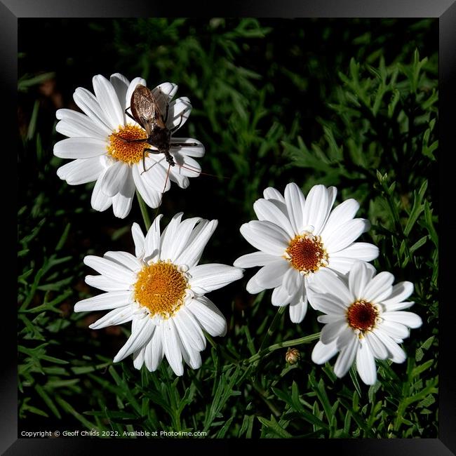  Boston Daisy flowers closeup in a garden setting.  Framed Print by Geoff Childs