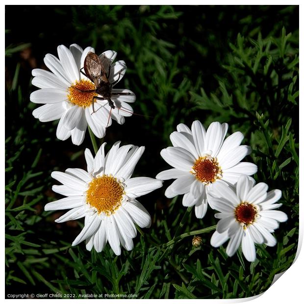  Boston Daisy flowers closeup in a garden setting.  Print by Geoff Childs