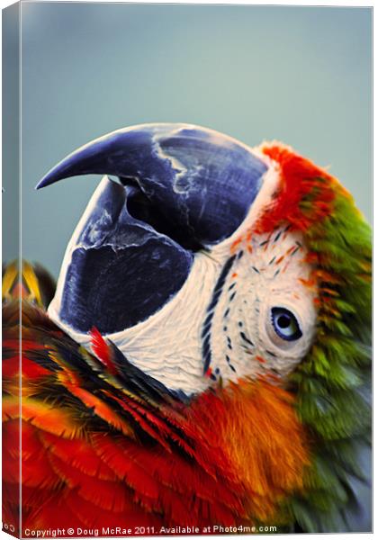 Macaw Portrait Canvas Print by Doug McRae