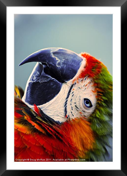 Macaw Portrait Framed Mounted Print by Doug McRae