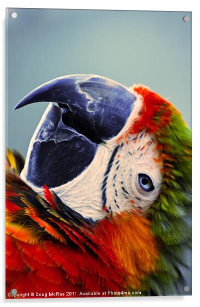 Macaw Portrait Acrylic by Doug McRae