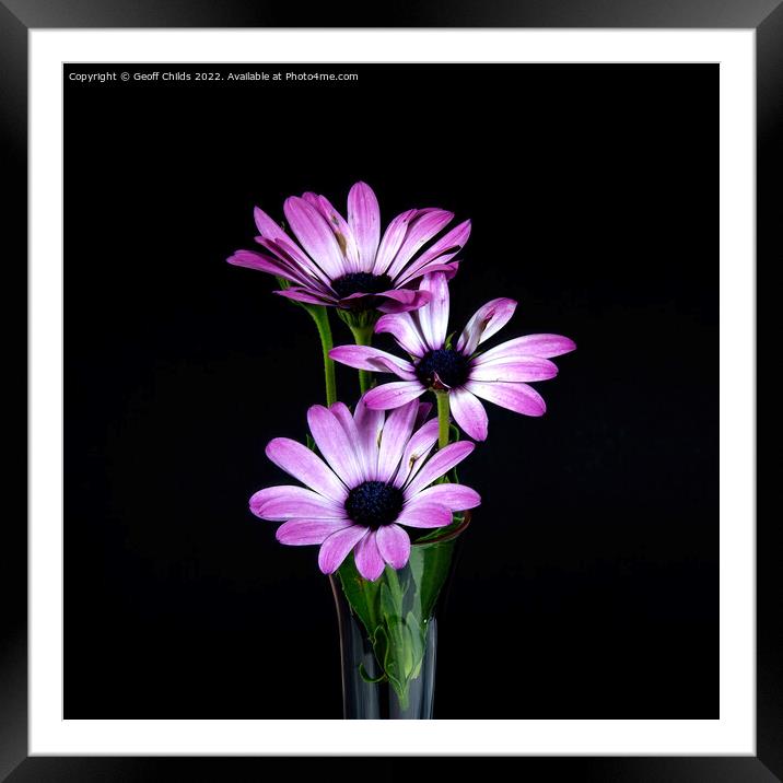  African Daisy flower arrangement in a vase. Framed Mounted Print by Geoff Childs