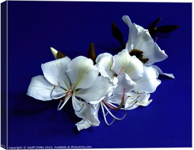 White Orchid Tree flowers closeup isolated on purple. Canvas Print by Geoff Childs