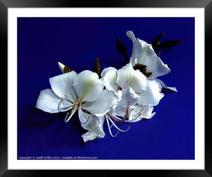 White Orchid Tree flowers closeup isolated on purple. Framed Mounted Print by Geoff Childs