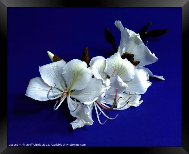 White Orchid Tree flowers closeup isolated on purple. Framed Print by Geoff Childs